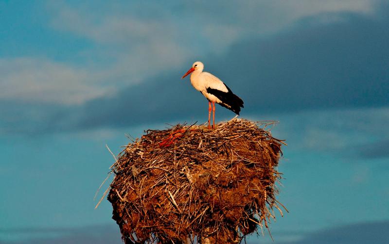 The white stork population to be counted in the country - 01