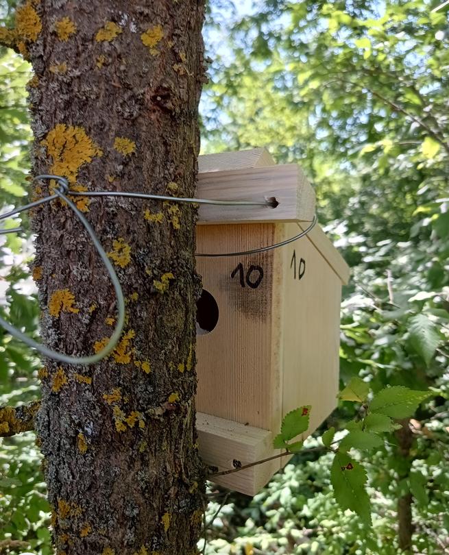 Dormice observation houses are being installed in 43 locations across the country as part of a new monitoring methodology - 5