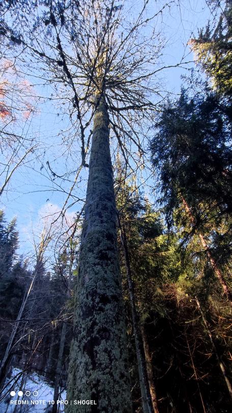 Six centuries-old trees were declared protected - 3