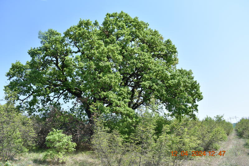 The new protected area “Arvaliyka” in the land of the Pleven village of Kushin is declared - 3