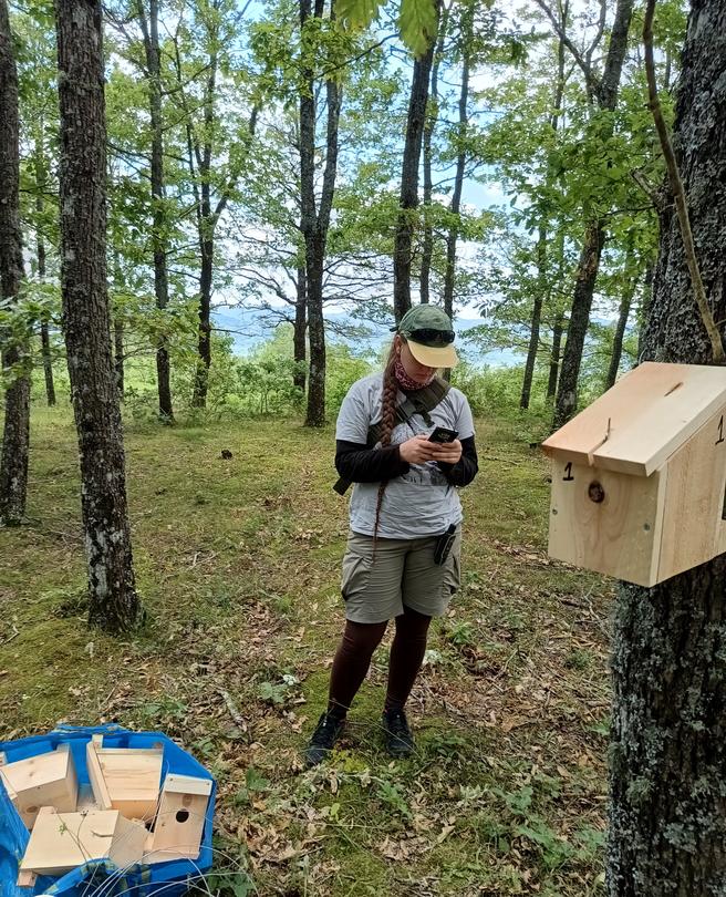 Dormice observation houses are being installed in 43 locations across the country as part of a new monitoring methodology - 8