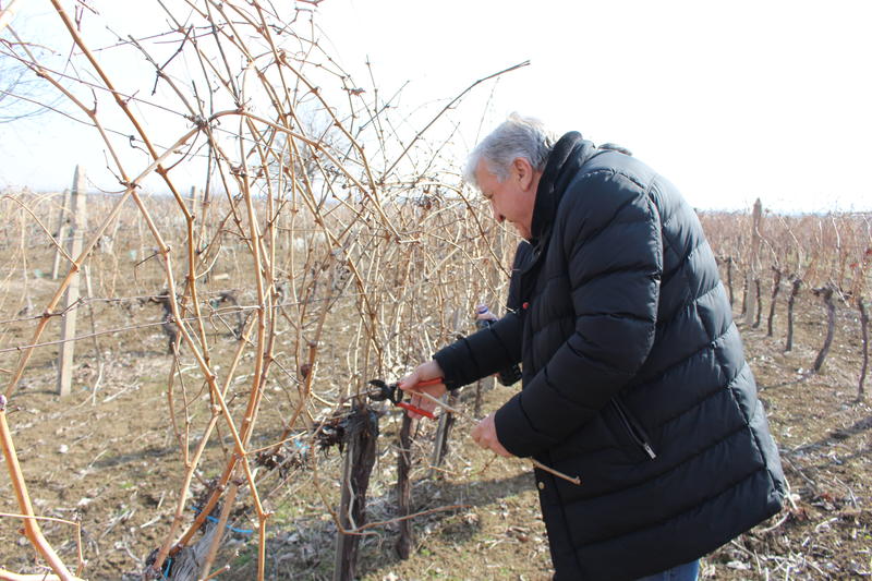 On Trifon Zarezan, Minister Manol Genov awarded the first prize for good wine in Brestovitsa - 3