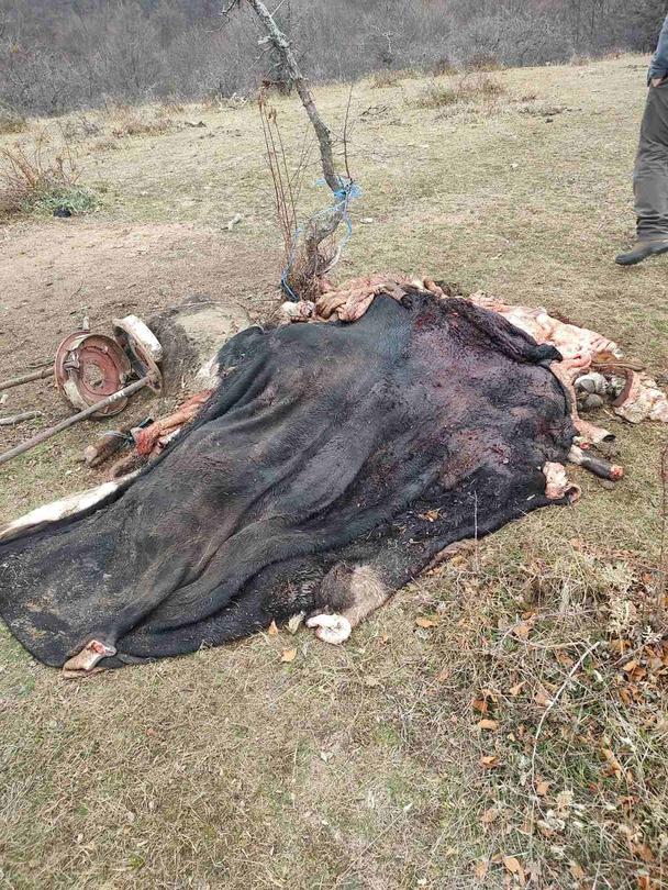 Remains of dead farm animals found in the Dzhendema reserve - 3