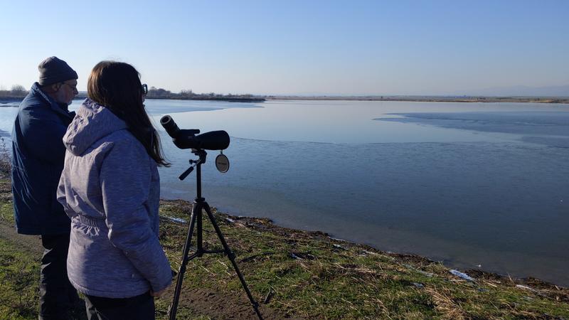 The mid-winter census of wintering waterfowl will be conducted 16-19 January - 2