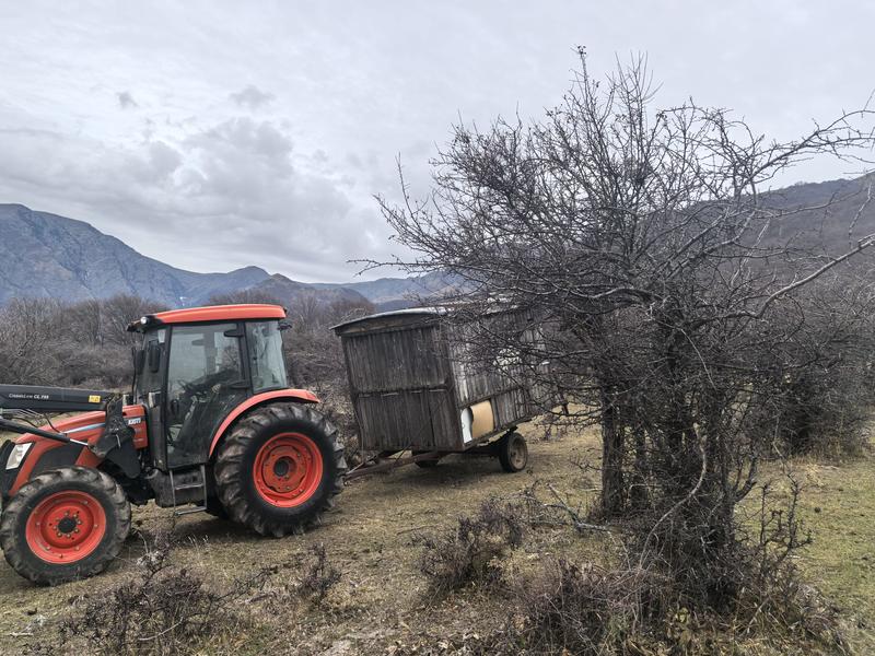 Remains of dead farm animals found in the Dzhendema reserve - 2