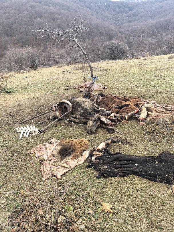 Remains of dead farm animals found in the Dzhendema reserve - 01