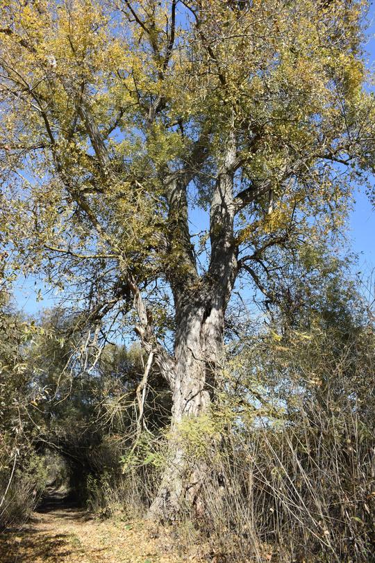 Six centuries-old trees were declared protected - 01