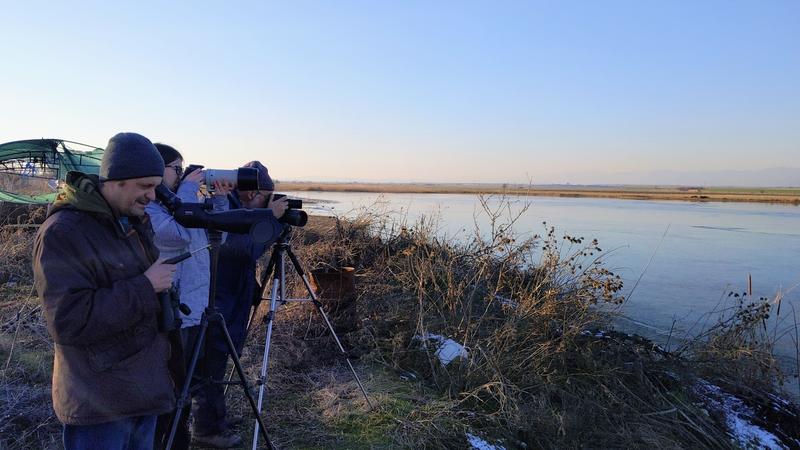 The mid-winter census of wintering waterfowl will be conducted 16-19 January - 01