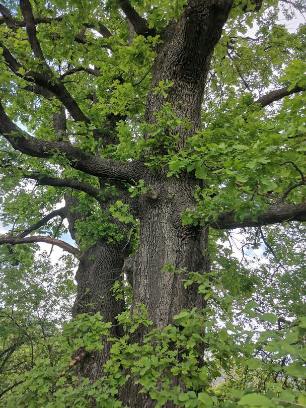 Six centuries-old trees were declared protected - 2