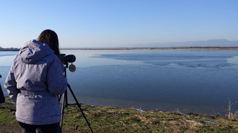 The mid-winter census of wintering waterfowl will be conducted 16-19 January - 3